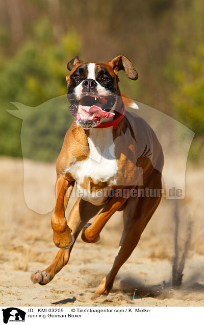 rennender Deutscher Boxer / running German Boxer / KMI-03209