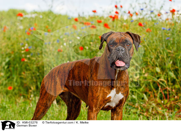 Deutscher Boxer / German Boxer / KMI-03276