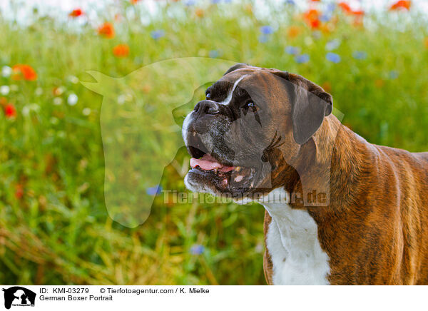 Deutscher Boxer Portrait / German Boxer Portrait / KMI-03279