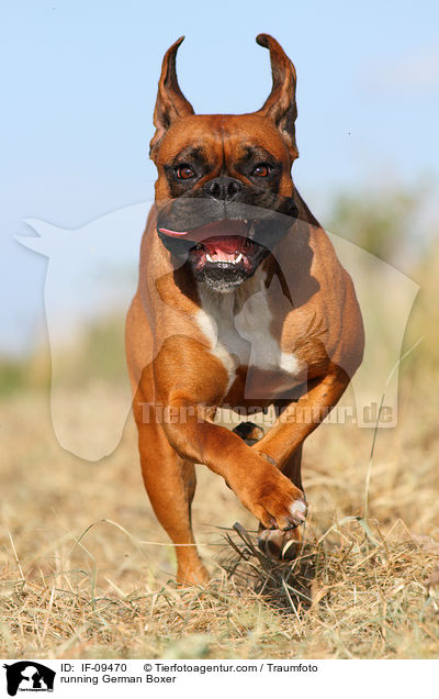 running German Boxer / IF-09470
