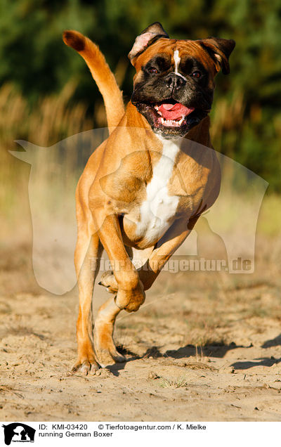running German Boxer / KMI-03420
