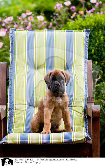Deutscher Boxer Welpe / German Boxer Puppy / KMI-03432