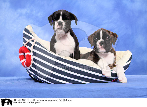 Deutscher Boxer Welpen / German Boxer Puppies / JH-16340