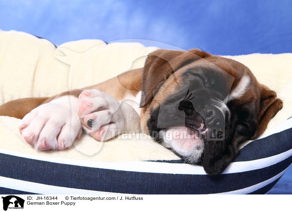 Deutscher Boxer Welpe / German Boxer Puppy / JH-16344