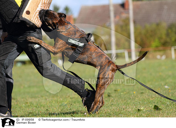 German Boxer / IF-09958