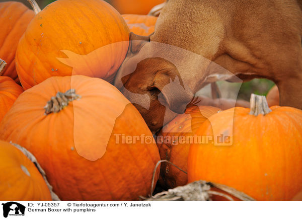 Deutscher Boxer mit Krbissen / German Boxer with pumpkins / YJ-05357