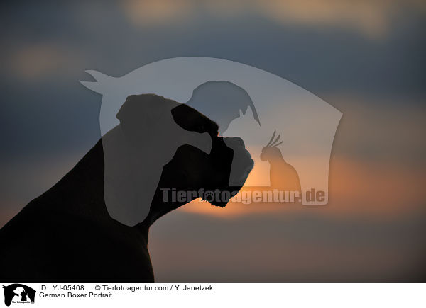 Deutscher Boxer Portrait / German Boxer Portrait / YJ-05408