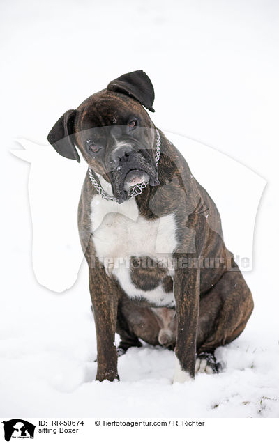 sitzender Boxer / sitting Boxer / RR-50674
