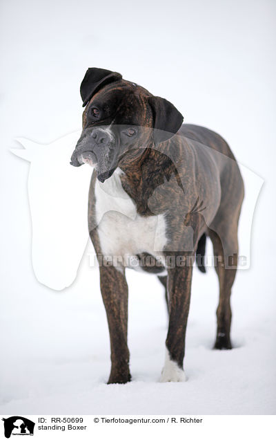 standing Boxer / RR-50699