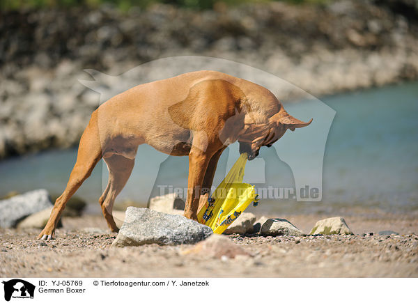 Deutscher Boxer / German Boxer / YJ-05769