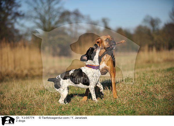 2 dogs / YJ-05774