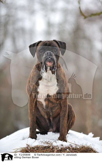 sitzender Deutscher Boxer / sitting German Boxer / YJ-05806