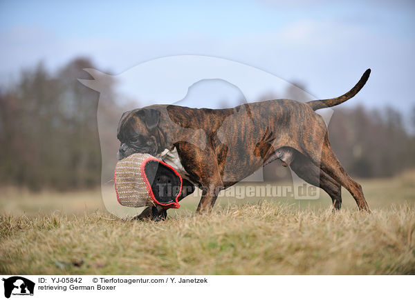 retrieving German Boxer / YJ-05842