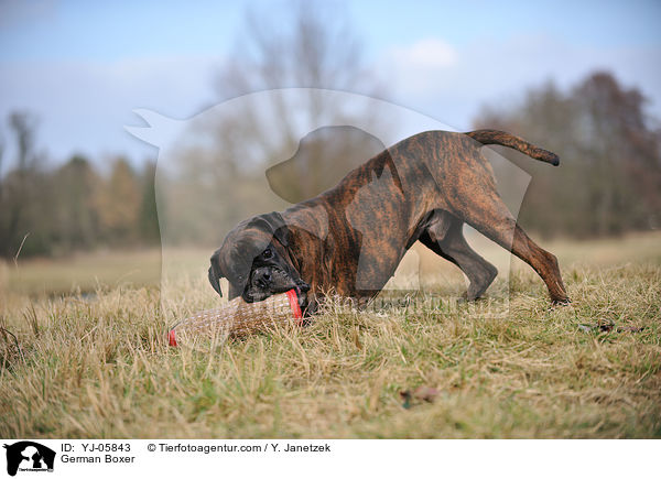 German Boxer / YJ-05843
