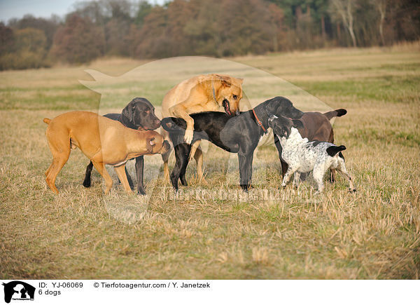 6 dogs / YJ-06069