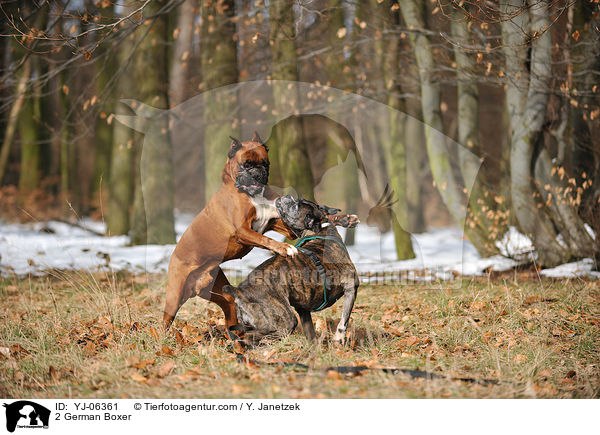 2 German Boxer / YJ-06361
