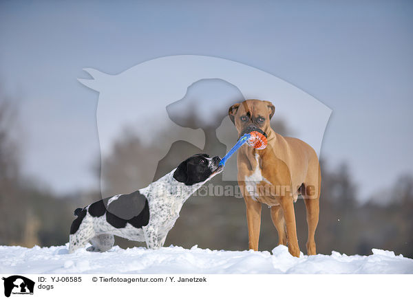 dogs / YJ-06585