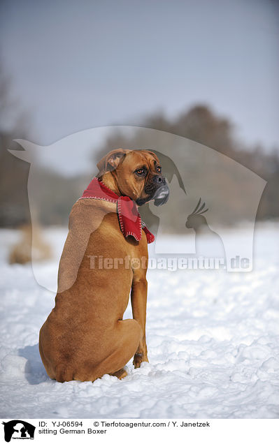 sitzender Deutscher Boxer / sitting German Boxer / YJ-06594