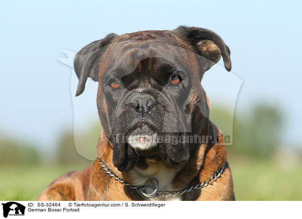 German Boxer Portrait / SS-32464