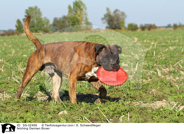 fetching German Boxer / SS-32468