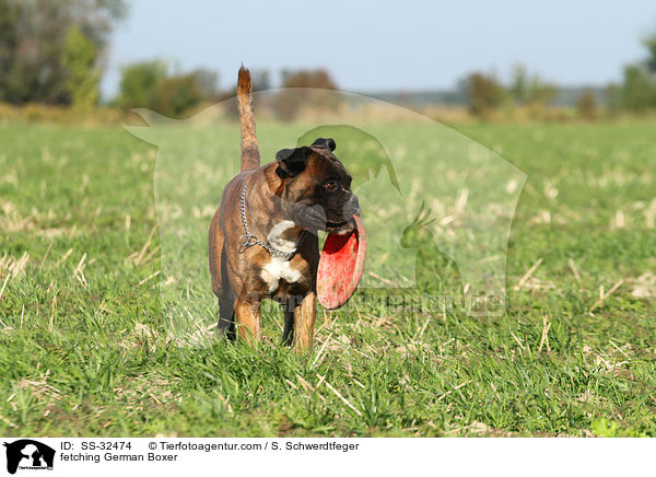 fetching German Boxer / SS-32474