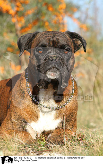 liegender Deutscher Boxer / lying German Boxer / SS-32479