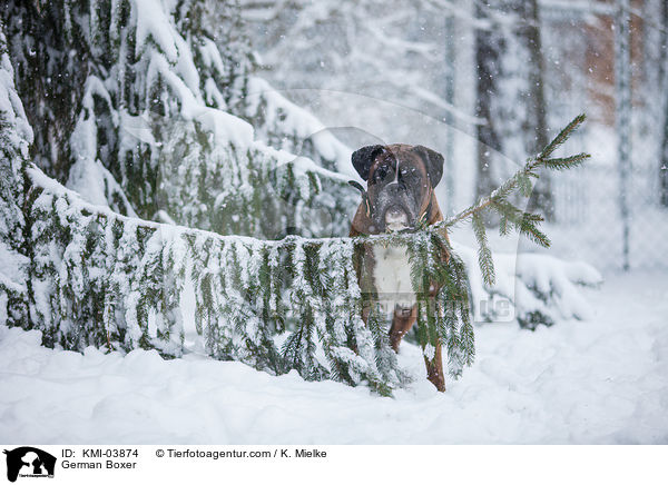 Deutscher Boxer / German Boxer / KMI-03874