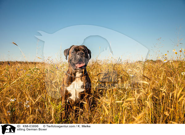 sitzender Deutscher Boxer / sitting German Boxer / KMI-03896
