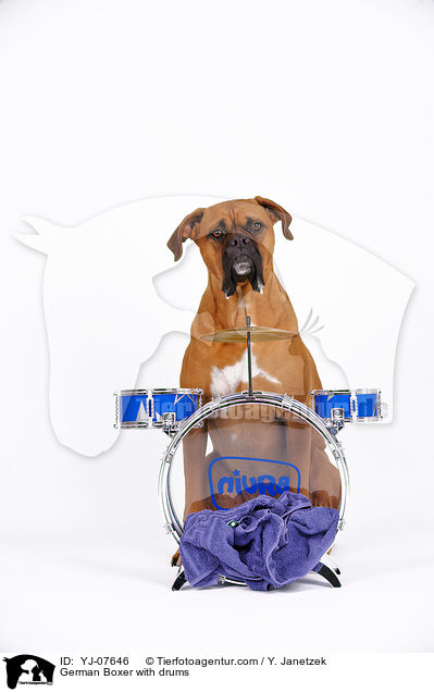 Deutscher Boxer mit Schlagzeug / German Boxer with drums / YJ-07646