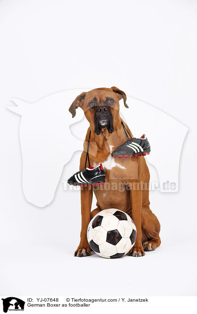 Deutscher Boxer als Fuballer / German Boxer as footballer / YJ-07648