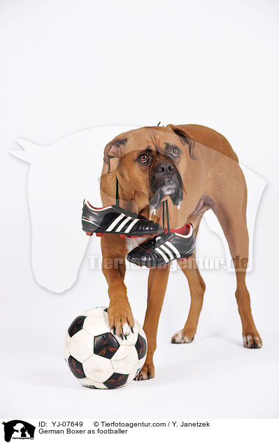 Deutscher Boxer als Fuballer / German Boxer as footballer / YJ-07649