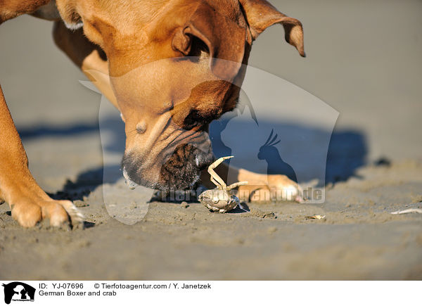 German Boxer and crab / YJ-07696