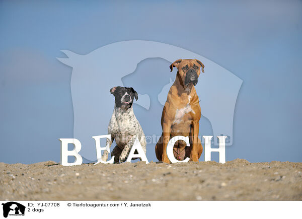 2 Hunde / 2 dogs / YJ-07708