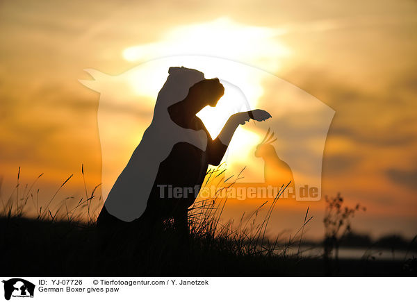 Deutscher Boxer gibt Pftchen / German Boxer gives paw / YJ-07726