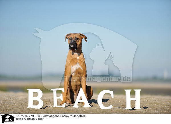sitzender Deutscher Boxer / sitting German Boxer / YJ-07779