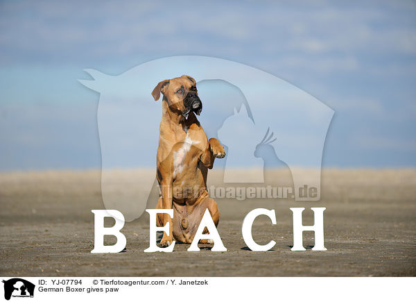 Deutscher Boxer gibt Pftchen / German Boxer gives paw / YJ-07794