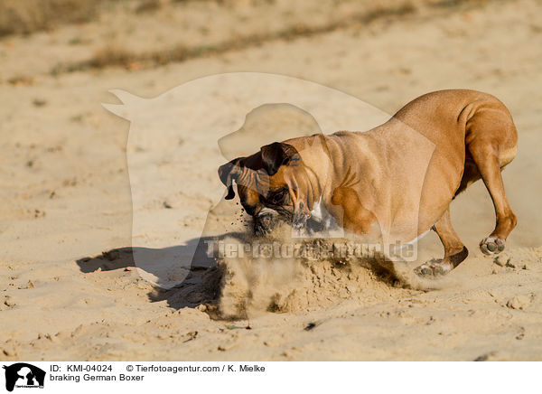 bremsender Deutscher Boxer / braking German Boxer / KMI-04024