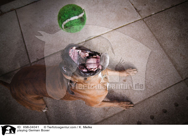 spielender Deutscher Boxer / playing German Boxer / KMI-04041