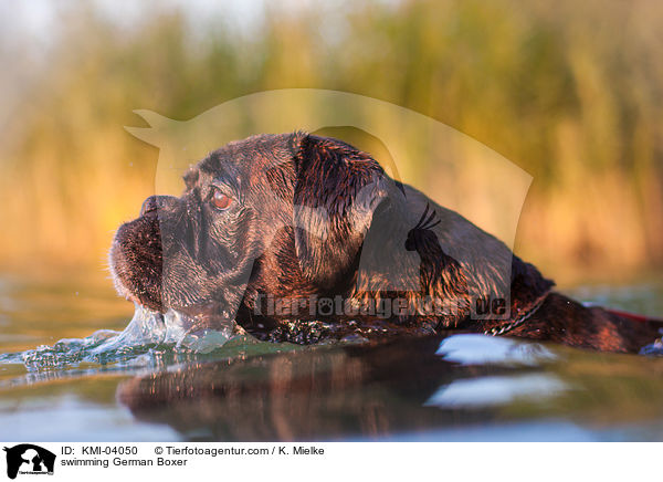 schwimmender Deutscher Boxer / swimming German Boxer / KMI-04050