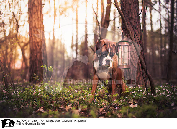 sitzender Deutscher Boxer / sitting German Boxer / KMI-04080