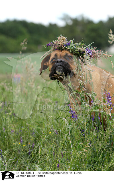 Deutscher Boxer Portrait / German Boxer Portrait / KL-13801