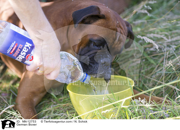 Deutscher Boxer / German Boxer / NN-12753