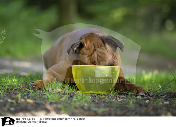 trinkender Deutscher Boxer / drinking German Boxer / NN-12768