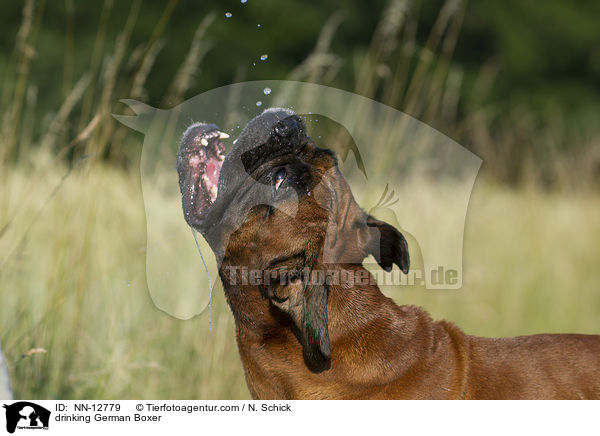 trinkender Deutscher Boxer / drinking German Boxer / NN-12779