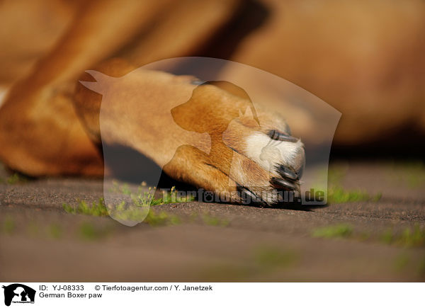 German Boxer paw / YJ-08333