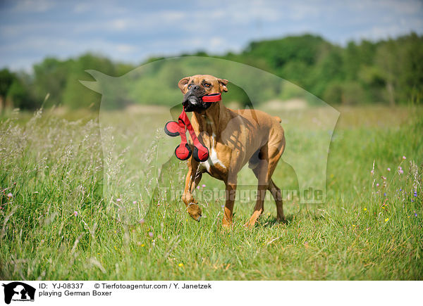 spielender Deutscher Boxer / playing German Boxer / YJ-08337