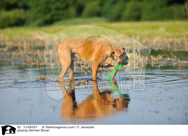 spielender Deutscher Boxer / playing German Boxer / YJ-08357