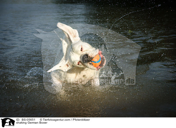 Deutscher Boxer schttelt sich / shaking German Boxer / BS-05651