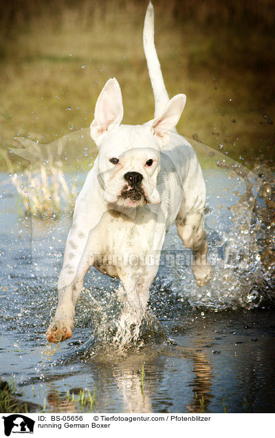 running German Boxer / BS-05656