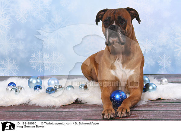 liegender Deutscher Boxer / lying German Boxer / SS-38096